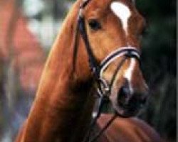 stallion Werlindo (Hanoverian, 1995, from Wittinger)