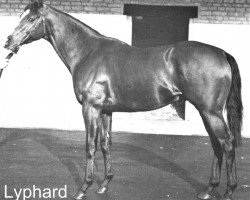 Deckhengst Lyphard xx (Englisches Vollblut, 1969, von Northern Dancer xx)