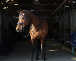 broodmare Laviva 5 (Hanoverian, 2009, from Londonderry)