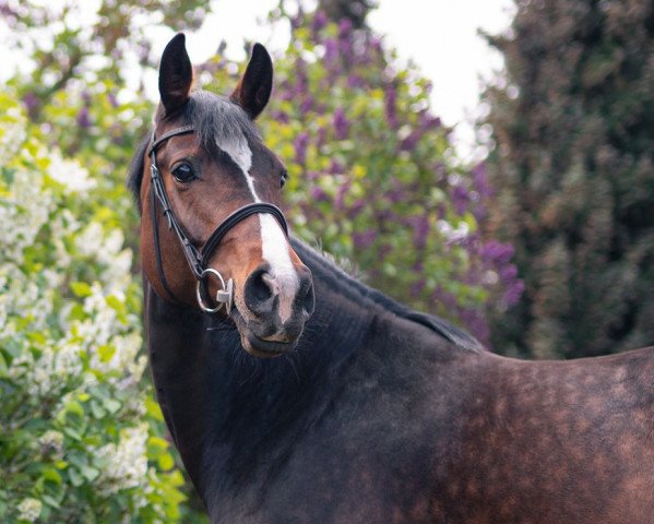 broodmare Chupaflora KFA (German Sport Horse, 2016, from Cordess 2)