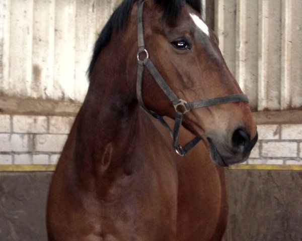 Pferd Dalaman (Brandenburger, 1989, von Drako)