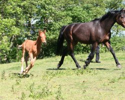 broodmare Rabea 41 (Oldenburg, 1995, from Rohdiamant)