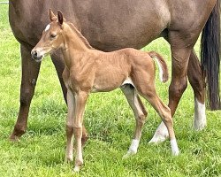 Springpferd Nario S (Holsteiner, 2022, von Nerrado)