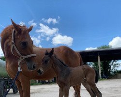 broodmare Qitty (Hanoverian, 2013, from Quaterback)