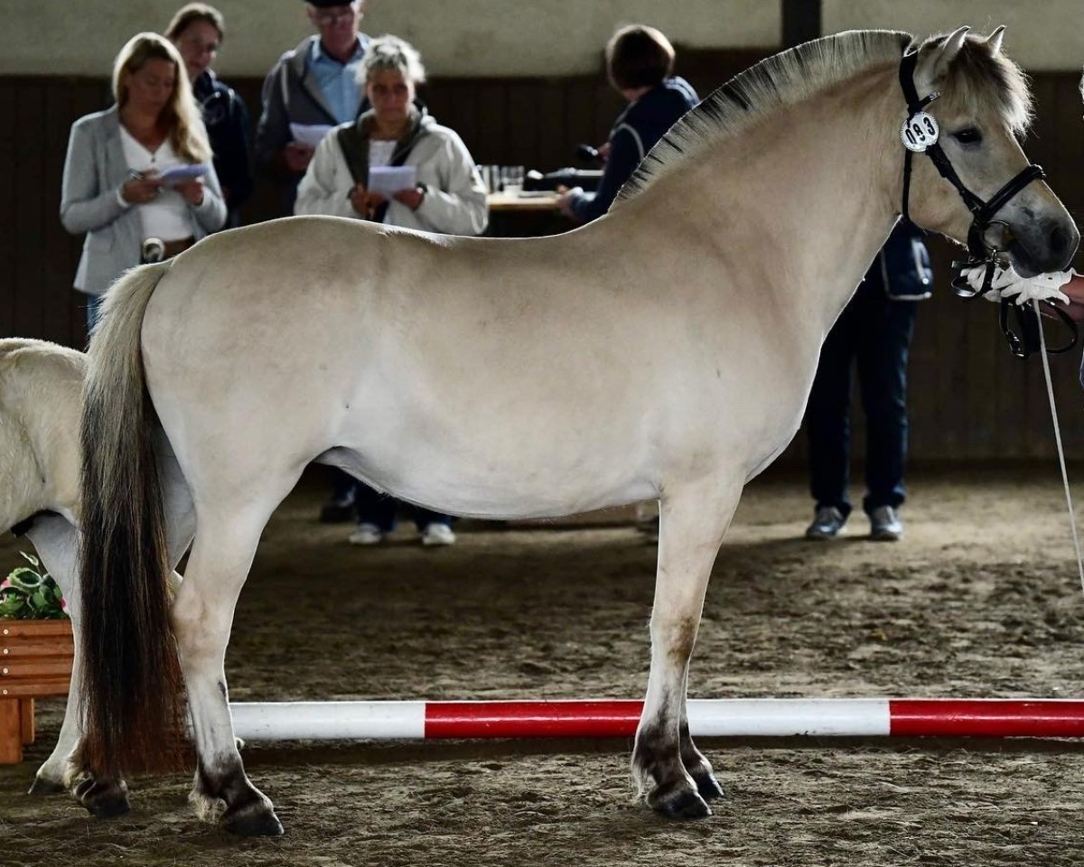 broodmare Klosterhofs Sienna (Fjord Horse, 2018, from Solfin Skovå)