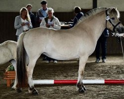 broodmare Klosterhofs Sienna (Fjord Horse, 2018, from Solfin Skovå)