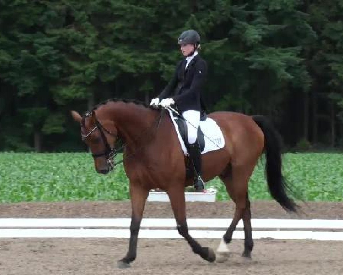 dressage horse Fontane 24 (Westphalian, 2005, from Florestan I)