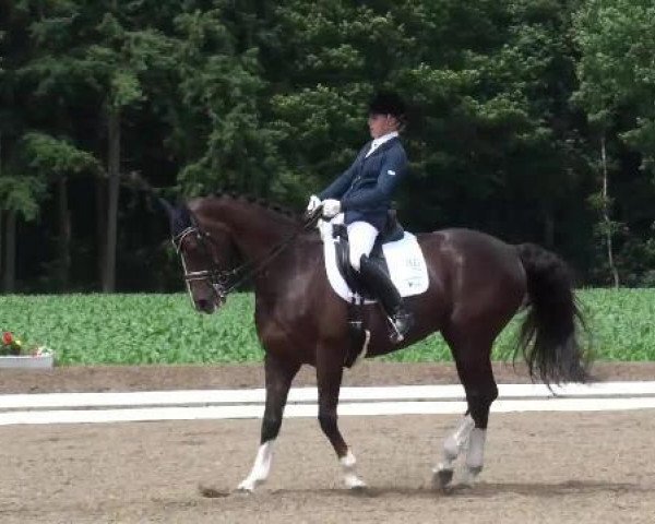 dressage horse Dundee 56 (Hanoverian, 1996, from Duntroon)