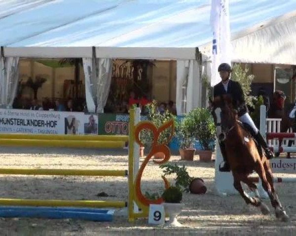 jumper Lee Jordan 2 (Oldenburg show jumper, 2004, from Lordanos)