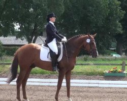 dressage horse Quasino (Oldenburg show jumper, 2007, from Quicksilber)