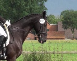 dressage horse Silence 11 (Hanoverian, 1998, from Sunlight xx)