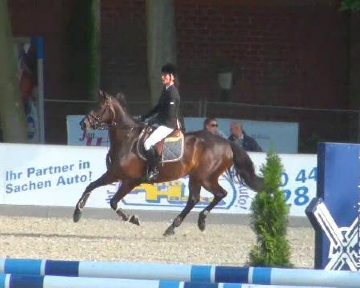 broodmare Hot Chocolate 33 (Holsteiner, 2005, from Caretino)