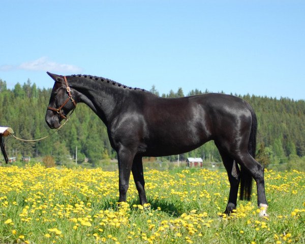 jumper Chanel (German Sport Horse, 2004, from Chacon)