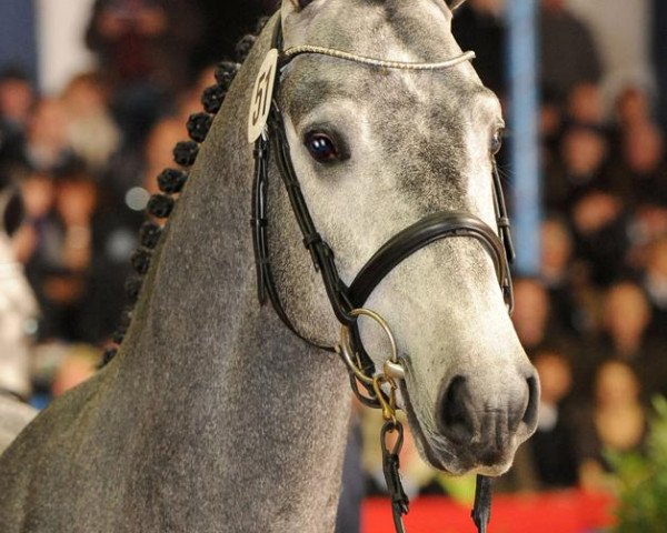 stallion Cavall Ask (Oldenburg show jumper, 2008, from Calido I)