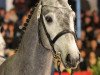 stallion Cavall Ask (Oldenburg show jumper, 2008, from Calido I)