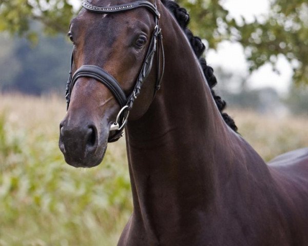 dressage horse Bon Bravour (Royal Warmblood Studbook of the Netherlands (KWPN), 2006, from Painted Black)