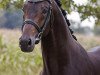 stallion Bon Bravour (KWPN (Royal Dutch Sporthorse), 2006, from Painted Black)