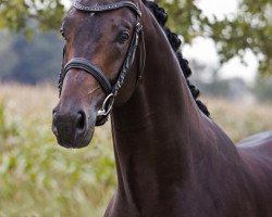 stallion Bon Bravour (KWPN (Royal Dutch Sporthorse), 2006, from Painted Black)