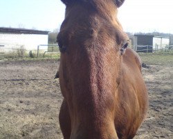 broodmare Wicky 67 (Hanoverian, 1986, from Wellington)