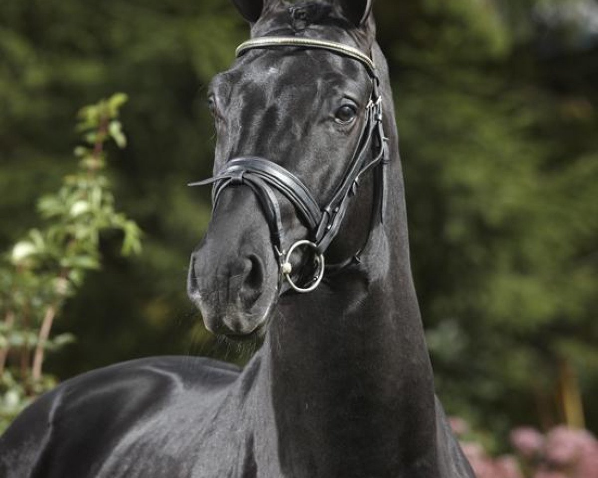 stallion Sini Soul (Hanoverian, 2006, from Rousseau)