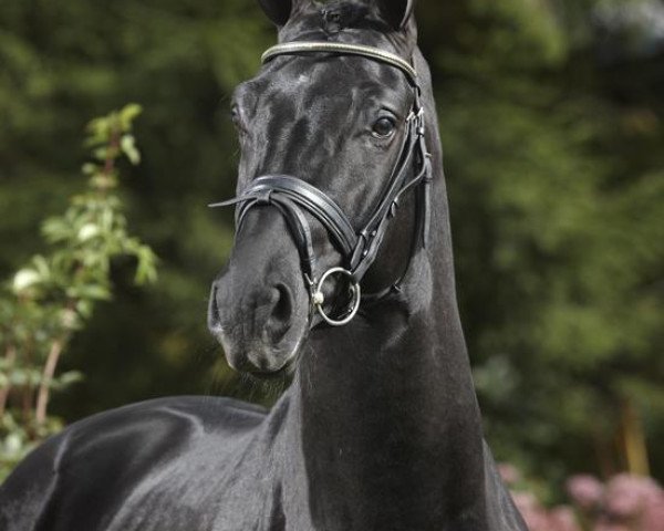 stallion Sini Soul (Hanoverian, 2006, from Rousseau)