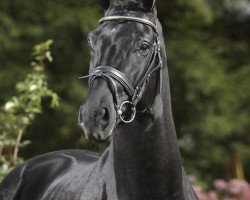 stallion Sini Soul (Hanoverian, 2006, from Rousseau)