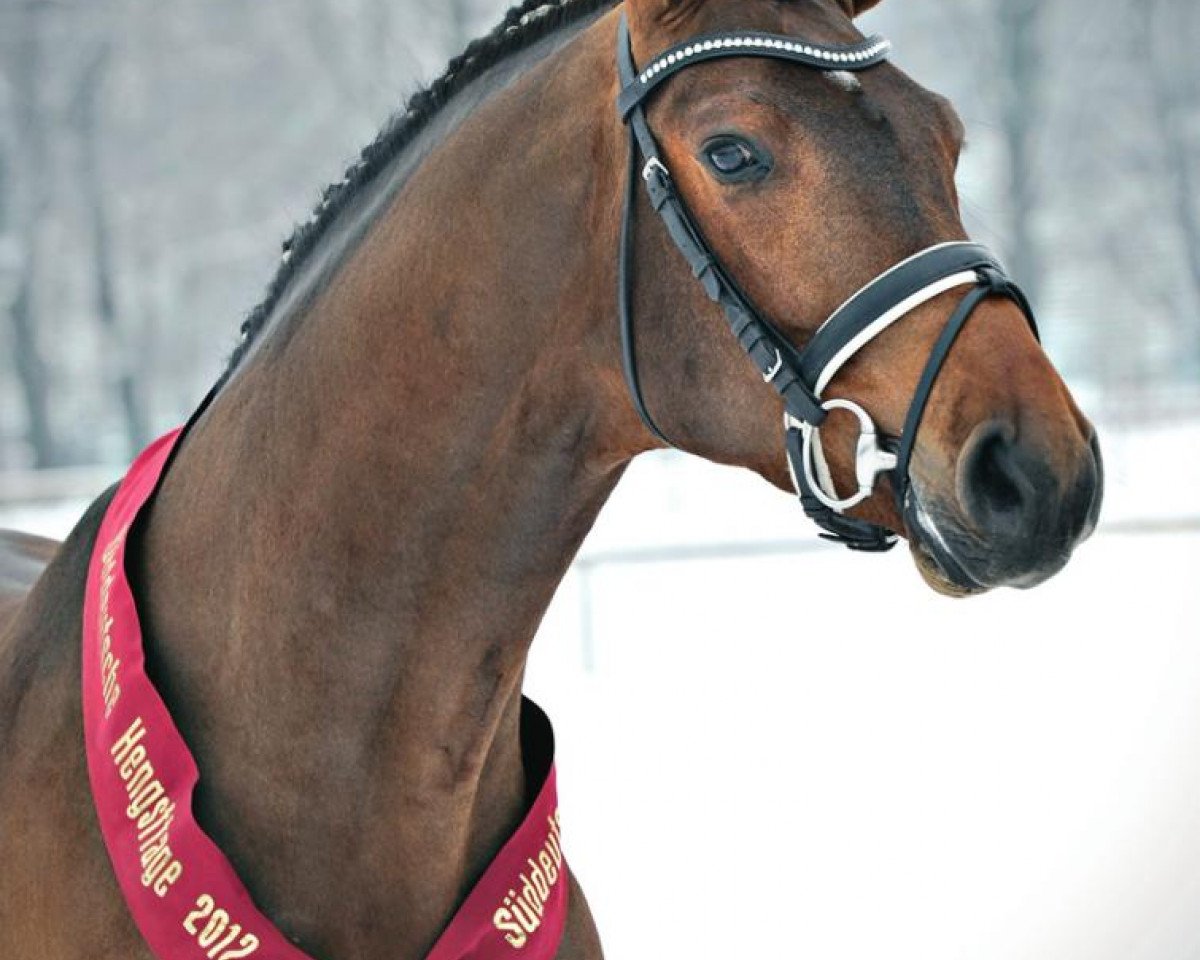 stallion Tannenhof's Chambretto Gt (Württemberger, 2009, from Concetto)