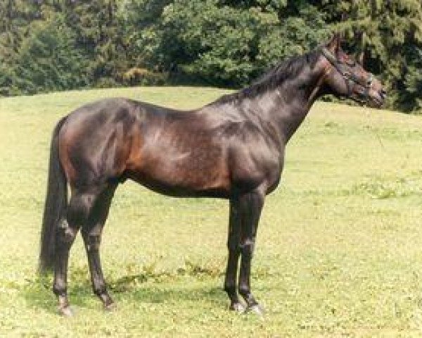 stallion Tempeltanz xx (Thoroughbred, 1986, from Surumu xx)