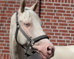 dressage horse Kurti 7 (German Riding Pony, 2013, from Arts-Dancer-Boy)