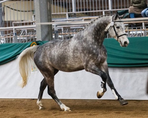 dressage horse Levino 23 (Zweibrücken, 2012, from Levisonn 208 FIN)