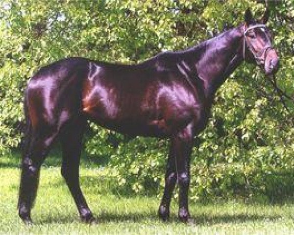 stallion Ostermond xx (Thoroughbred, 2000, from Tempeltanz xx)