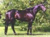 stallion Ostermond xx (Thoroughbred, 2000, from Tempeltanz xx)