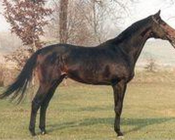 horse Adlerschild xx (Thoroughbred, 1978, from Luciano xx)