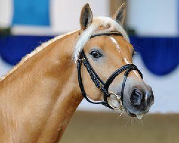 stallion Sandro Boy (4,69% ox) (Edelbluthaflinger, 2008, from Sandro (3,125% ox))
