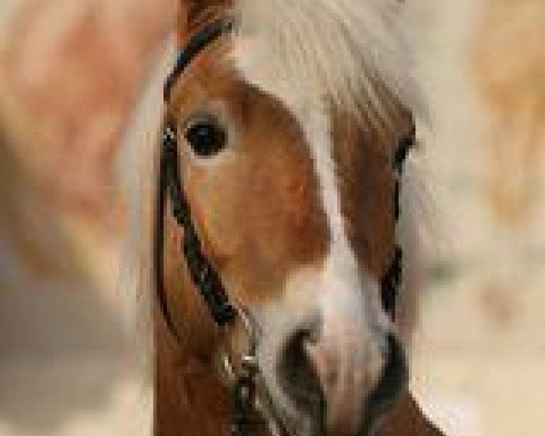 stallion San Remo (4,69% ox) (Edelbluthaflinger, 2005, from Sandro (3,125% ox))