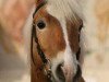 stallion San Remo (4,69% ox) (Edelbluthaflinger, 2005, from Sandro (3,125% ox))