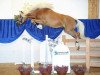 stallion Nuvolary (14,84% ox) (Edelbluthaflinger, 2009, from DSP Nakuri (17,19% ox))