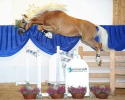 stallion Nuvolary (14,84% ox) (Edelbluthaflinger, 2009, from DSP Nakuri (17,19% ox))