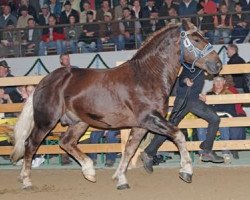 stallion Vivaldi (South German draft horse, 2005, from Veltin)