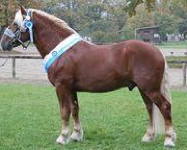 stallion Solero (South German draft horse, 2005, from Safir)