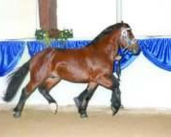 stallion Ramsgeist (South German draft horse, 2004, from Ramsprinz)