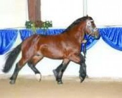 stallion Ramsgeist (South German draft horse, 2004, from Ramsprinz)