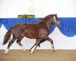 stallion Nussini II (South German draft horse, 2008, from Nussknacker)