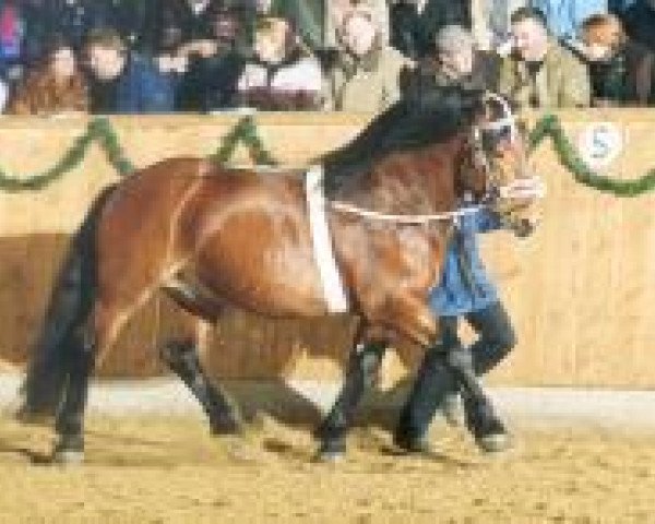stallion Dior II (South German draft horse, 2000, from Noriker)