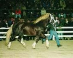 stallion Donator (South German draft horse, 1996, from Dorino)