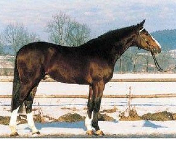 stallion Pilotek (Bavarian, 1993, from Pilot)