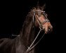 dressage horse Fürst Fabuloso (German Sport Horse, 2018, from Fürstenball)