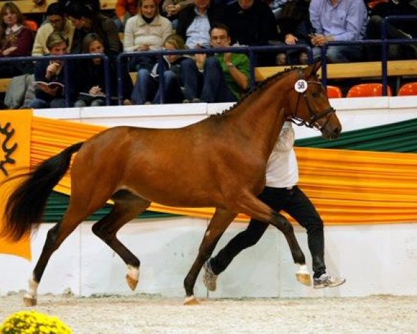 stallion Idamantes Llc (Trakehner, 2007, from Pricolino)