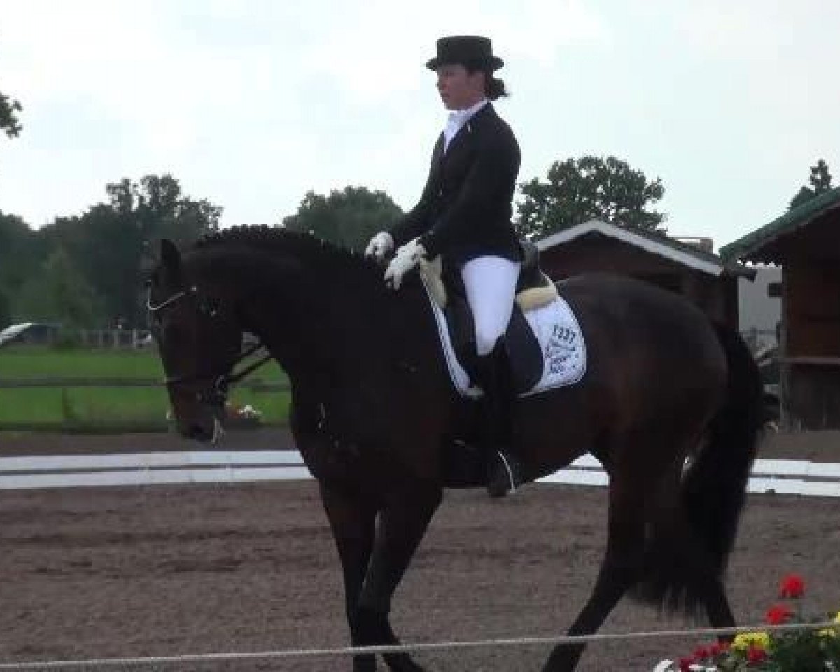 dressage horse Sammy Deluxe OLD (Oldenburg, 2007, from Samarant)