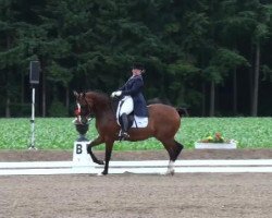 dressage horse Pentimento (Hanoverian, 2004, from Prince Thatch xx)